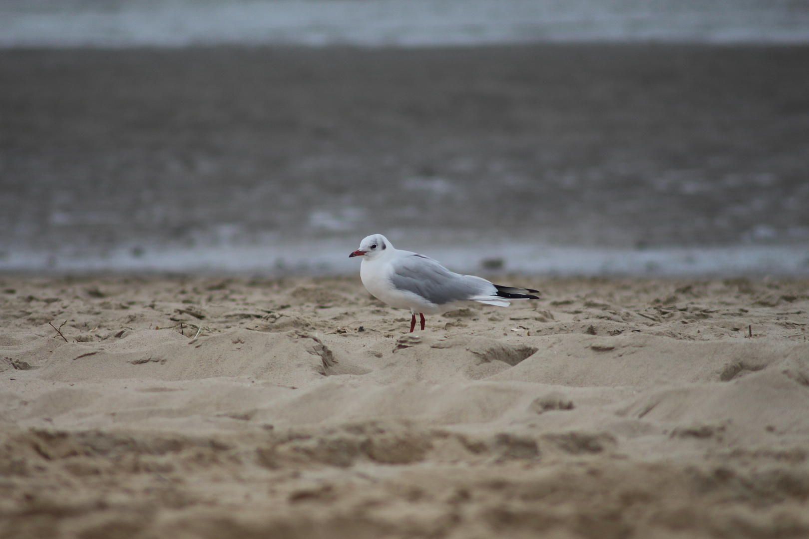 Möwe im Strandbad