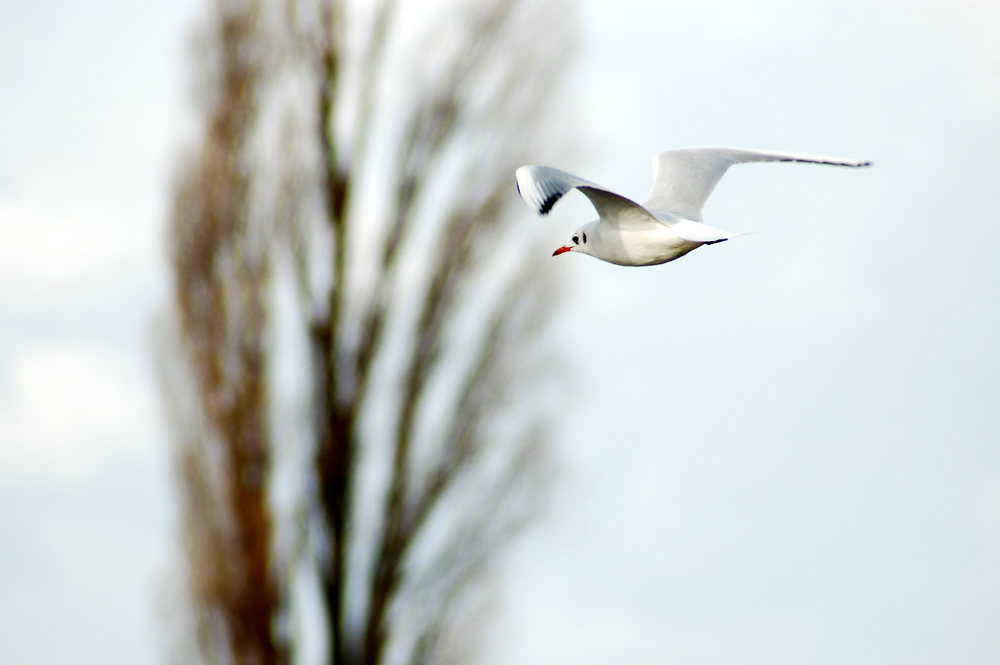 Möwe im Sturm