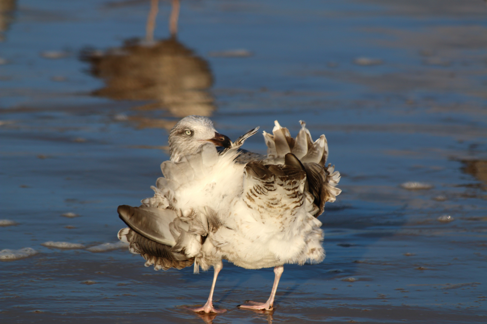 Möwe im Sturm