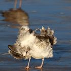 Möwe im Sturm