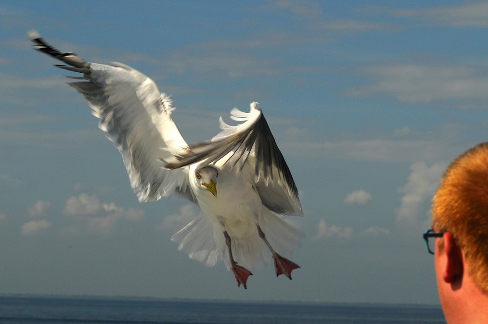 Möwe im Sturzflug