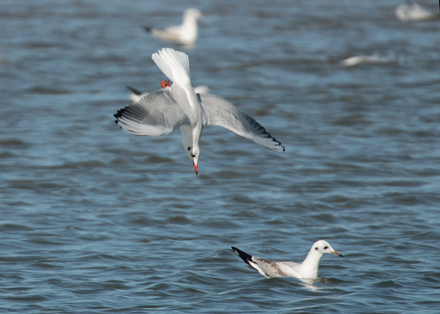 Möwe im Sturzflug