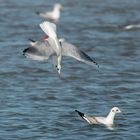 Möwe im Sturzflug