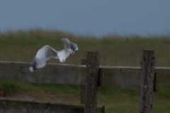 Möwe im Sturzflug