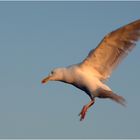 Möwe im Sturzflug