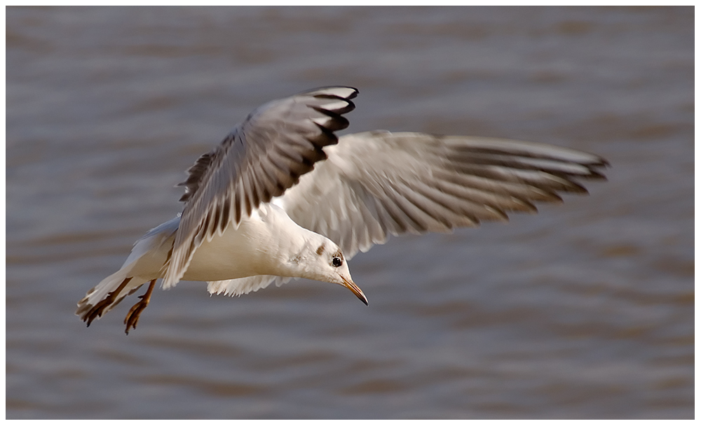 Möwe im Sturzflug