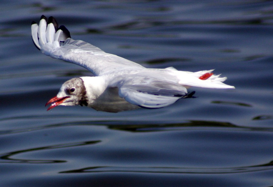 Möwe im Tiefflug