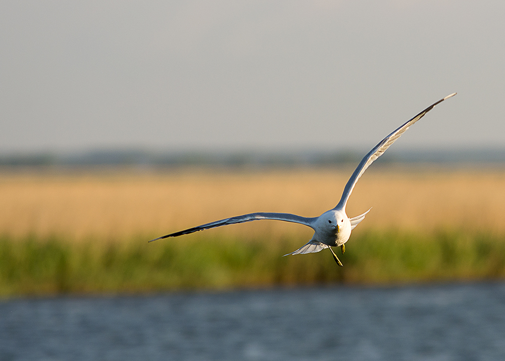 Möwe im Tiefflug