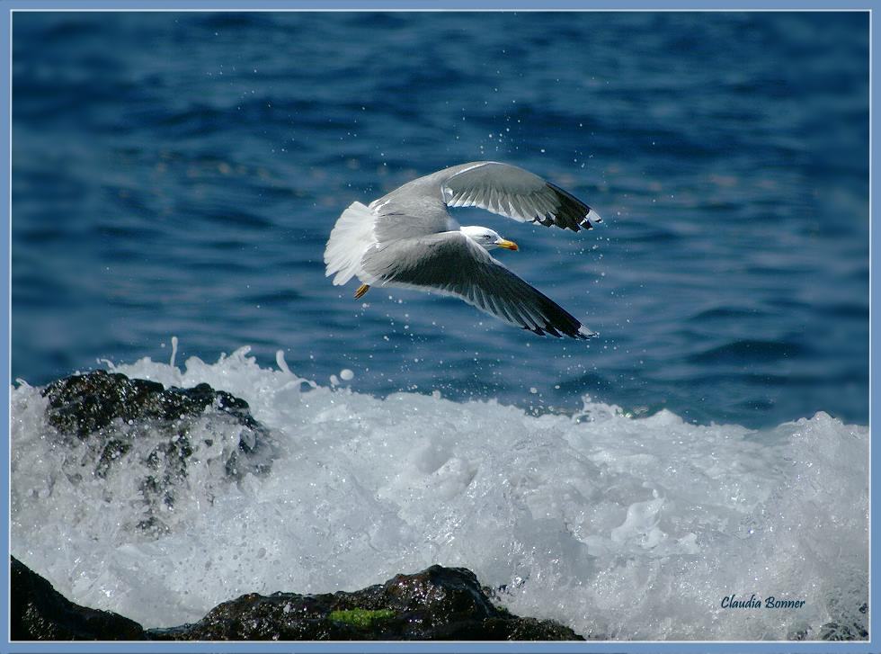 Möwe im Tiefflug 2