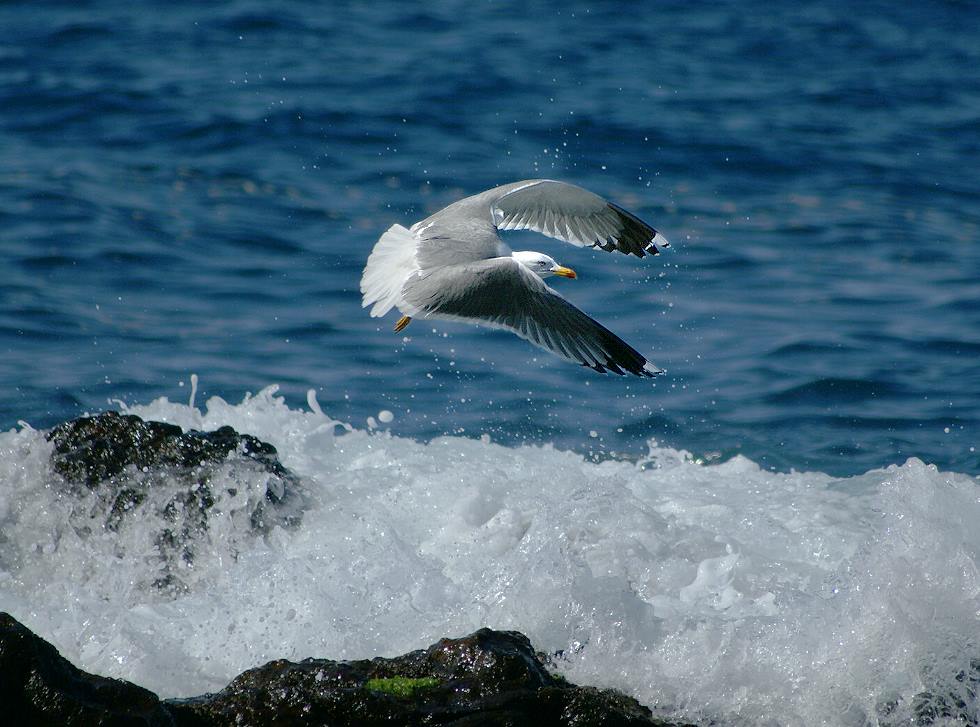 Möwe im Tiefflug