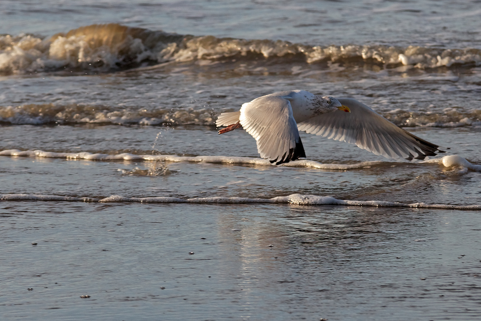 Möwe im Tiefflug