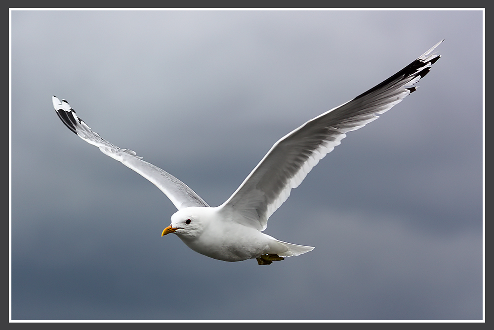 Möwe im Tiefflug