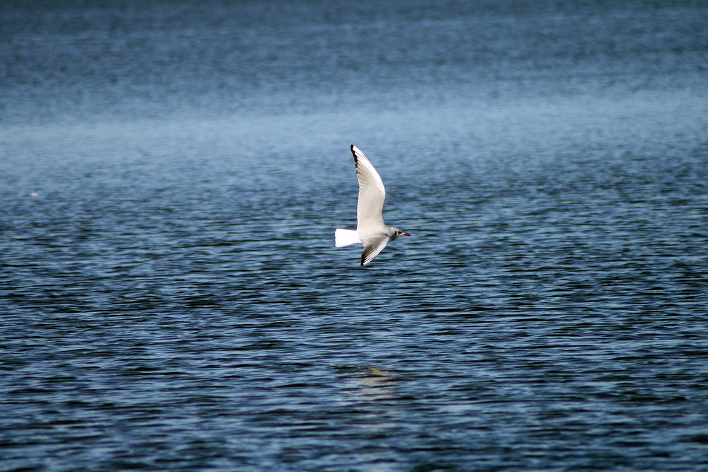 Möwe im Tiefflug über dem Steinhuder Meer