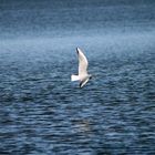 Möwe im Tiefflug über dem Steinhuder Meer