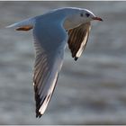 Möwe im Tiefflug über der Elbe