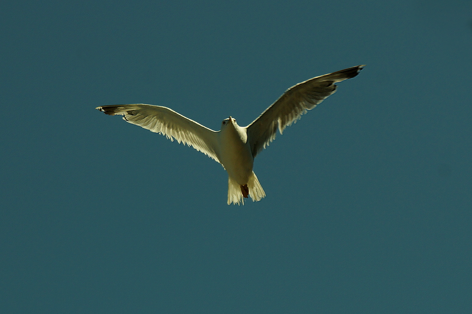 Möwe im Überflug