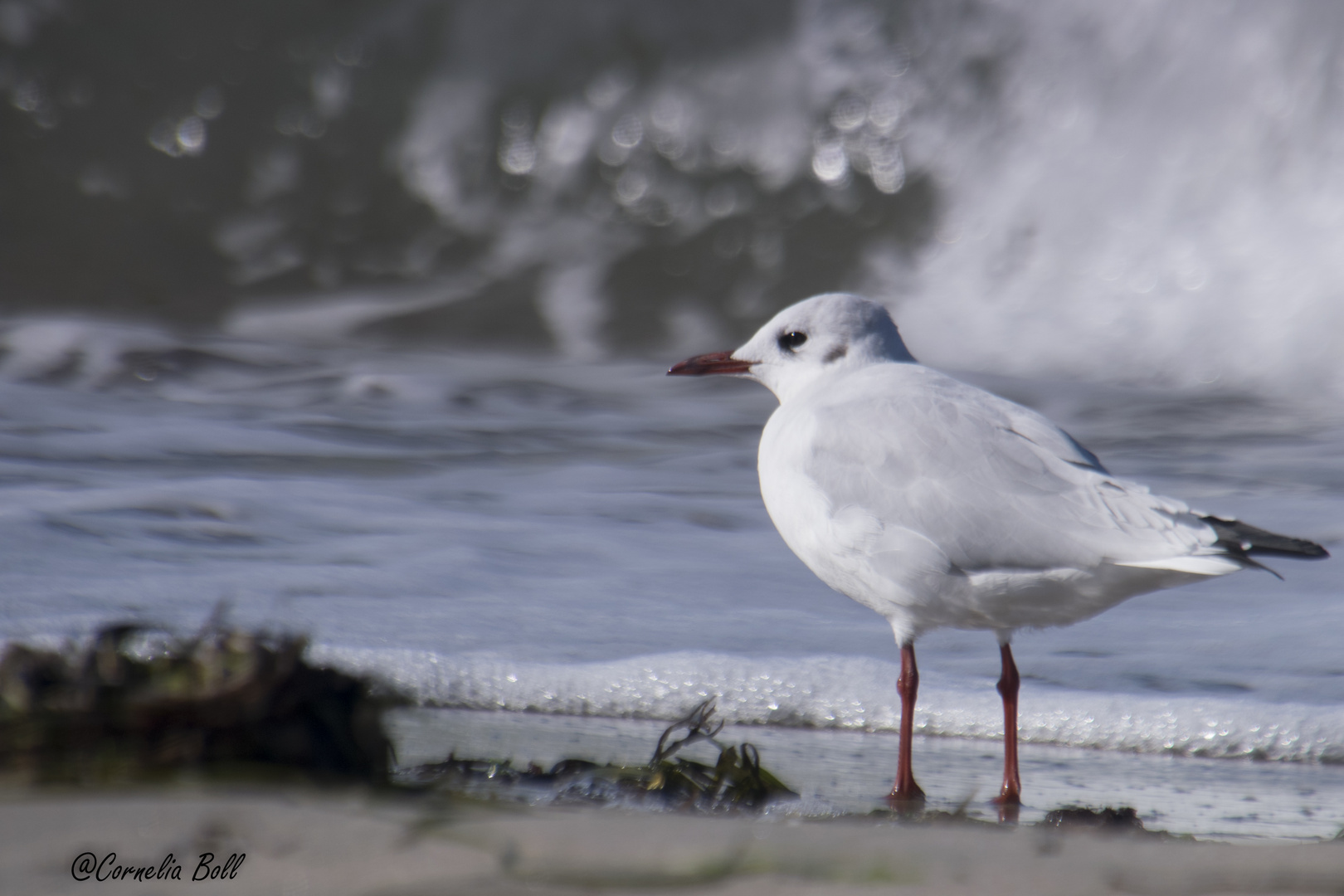 Möwe im Urlaub