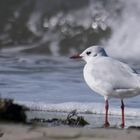 Möwe im Urlaub