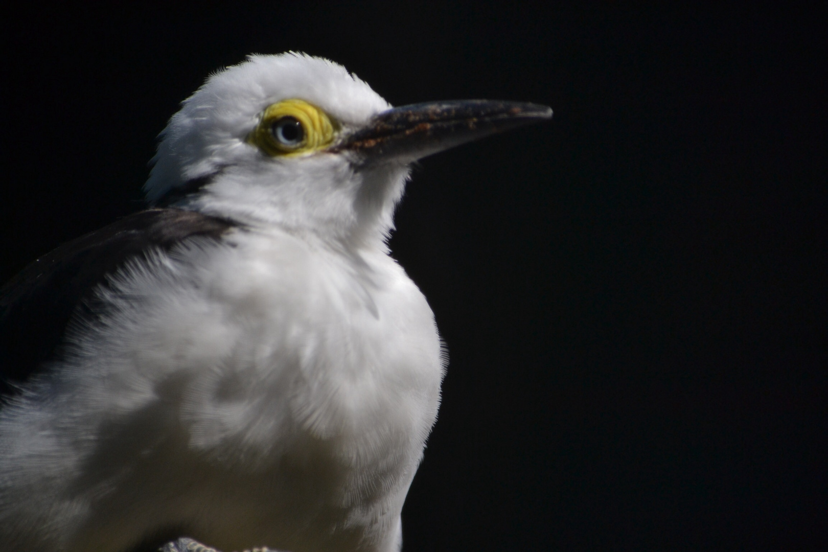 Möwe im Vogelpark Walsrode