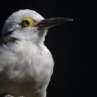 Möwe im Vogelpark Walsrode