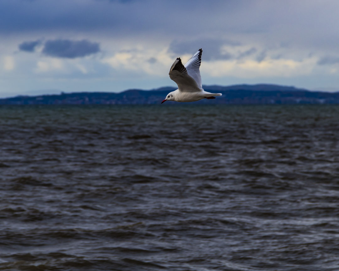 Möwe im vorbeiflug