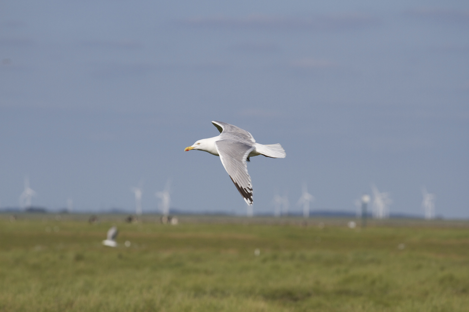 Möwe im Vorbeiflug