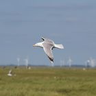 Möwe im Vorbeiflug