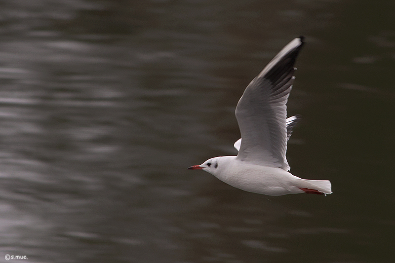 Möwe im Vorbeiflug