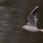 Möwe im Vorbeiflug