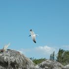 Möwe im vorbeiflug