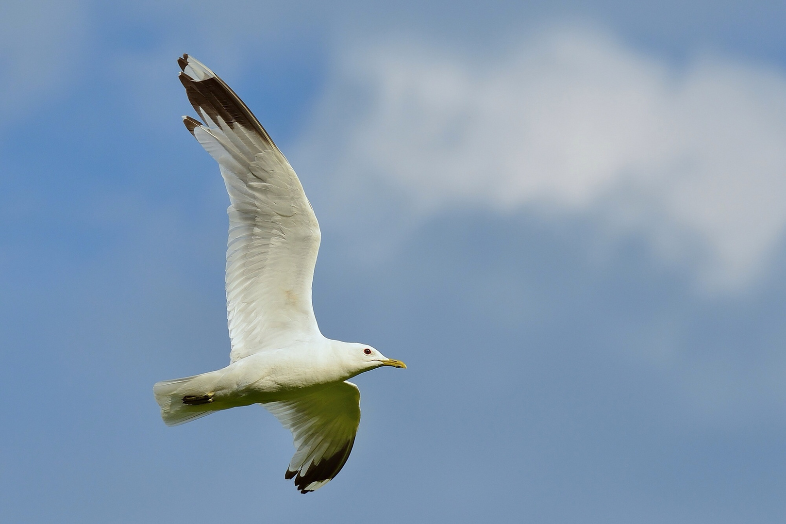 Möwe im Vorbeiflug