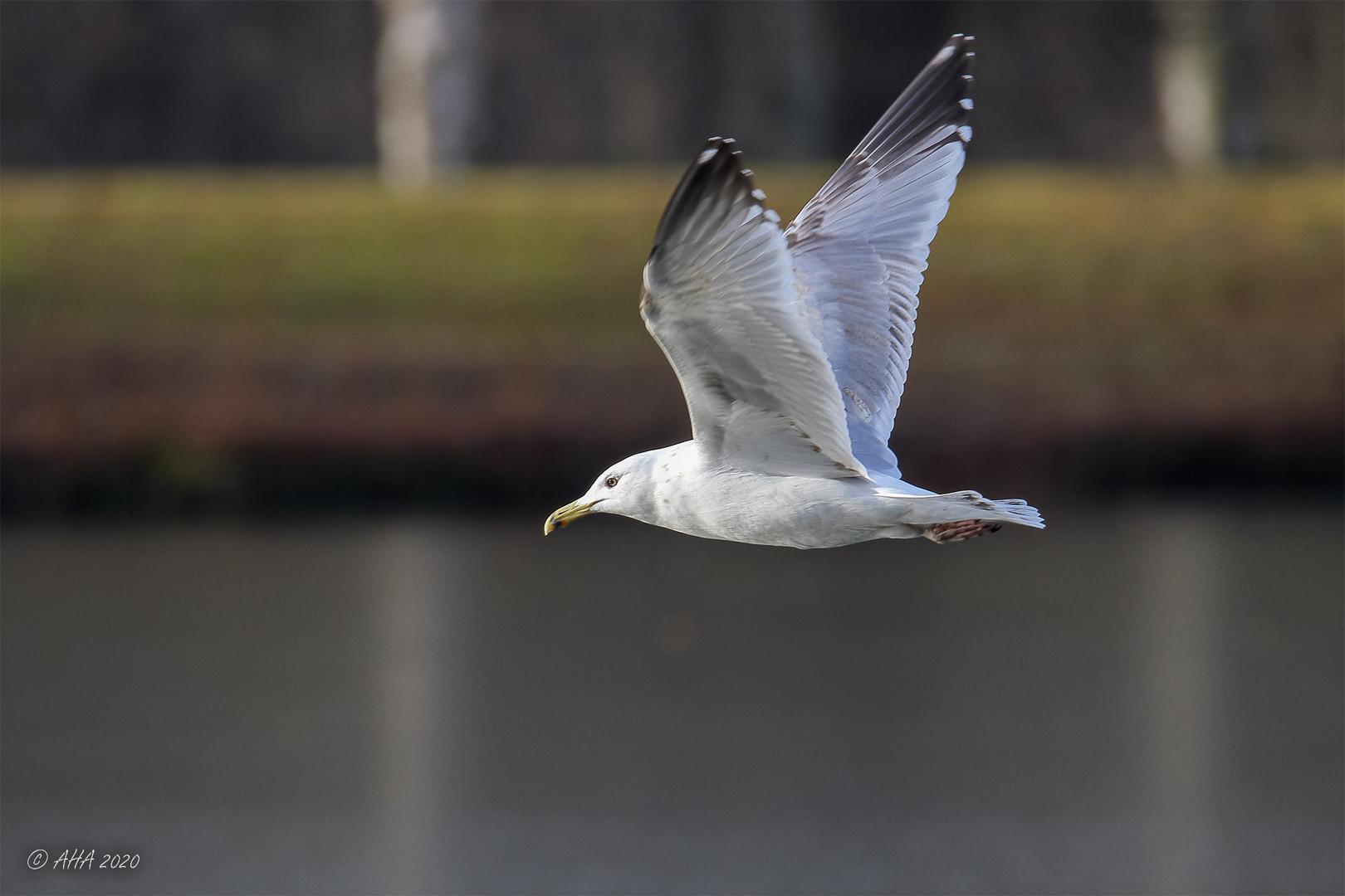 Möwe im Vorbeiflug