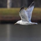 Möwe im Vorbeiflug