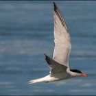 Möwe im Vorbeiflug