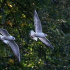 Möwe im Vorbeiflug