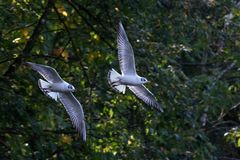 Möwe im Vorbeiflug