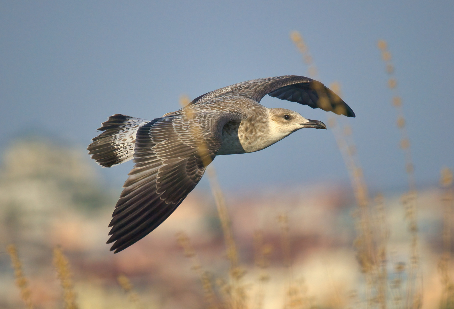 Möwe im Vorbeiflug in der Morgensonne am schwarzen Meer