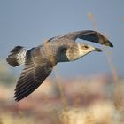 Möwe im Vorbeiflug in der Morgensonne am schwarzen Meer