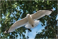 Möwe im Wald?