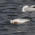 Möwe im Waschgang