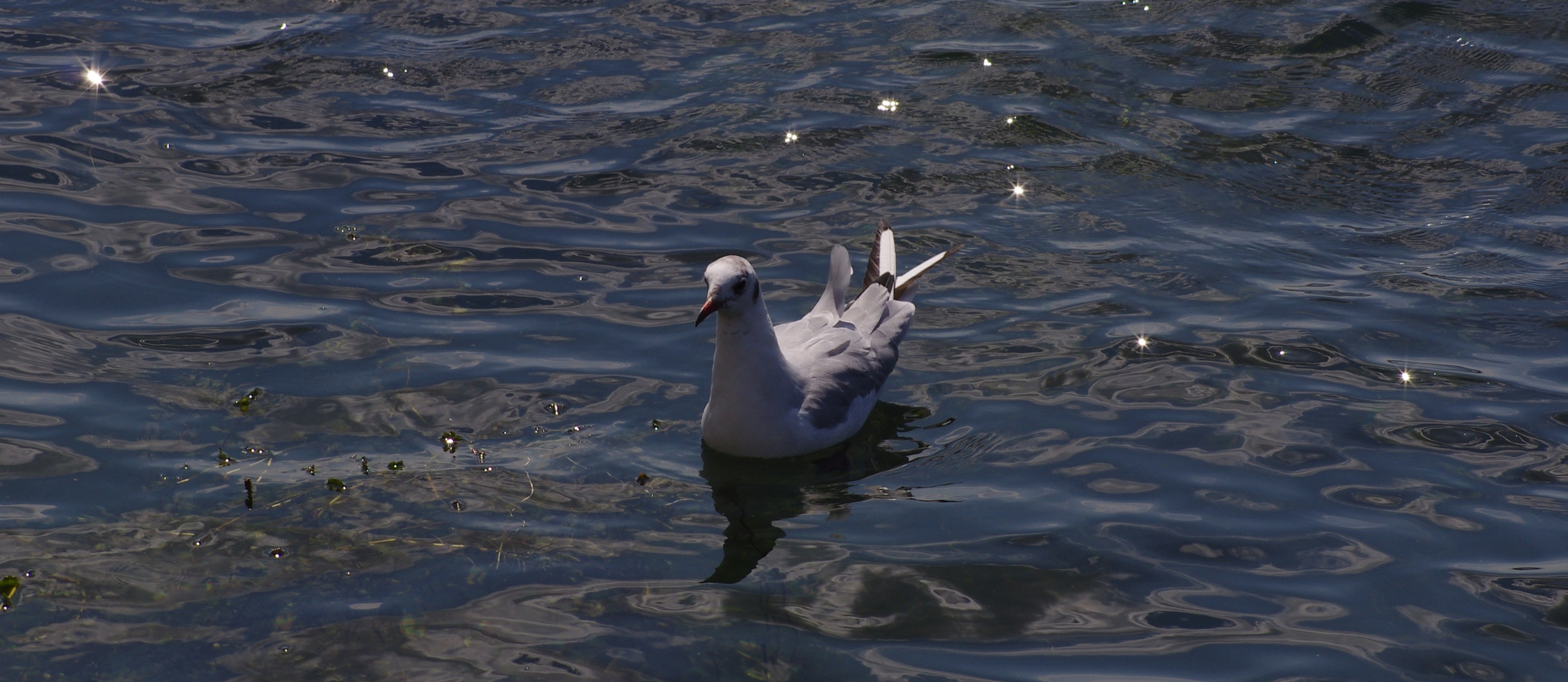 Möwe im Wasser