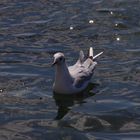 Möwe im Wasser