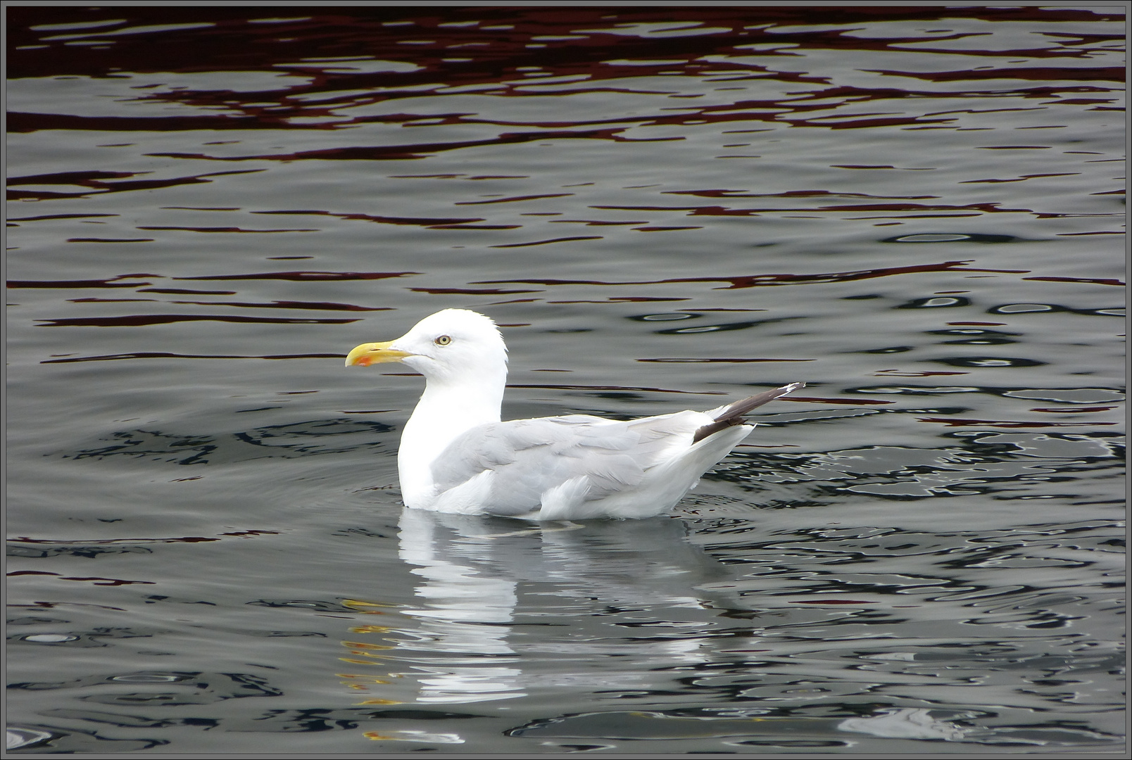 Möwe im "Wasserglanz"