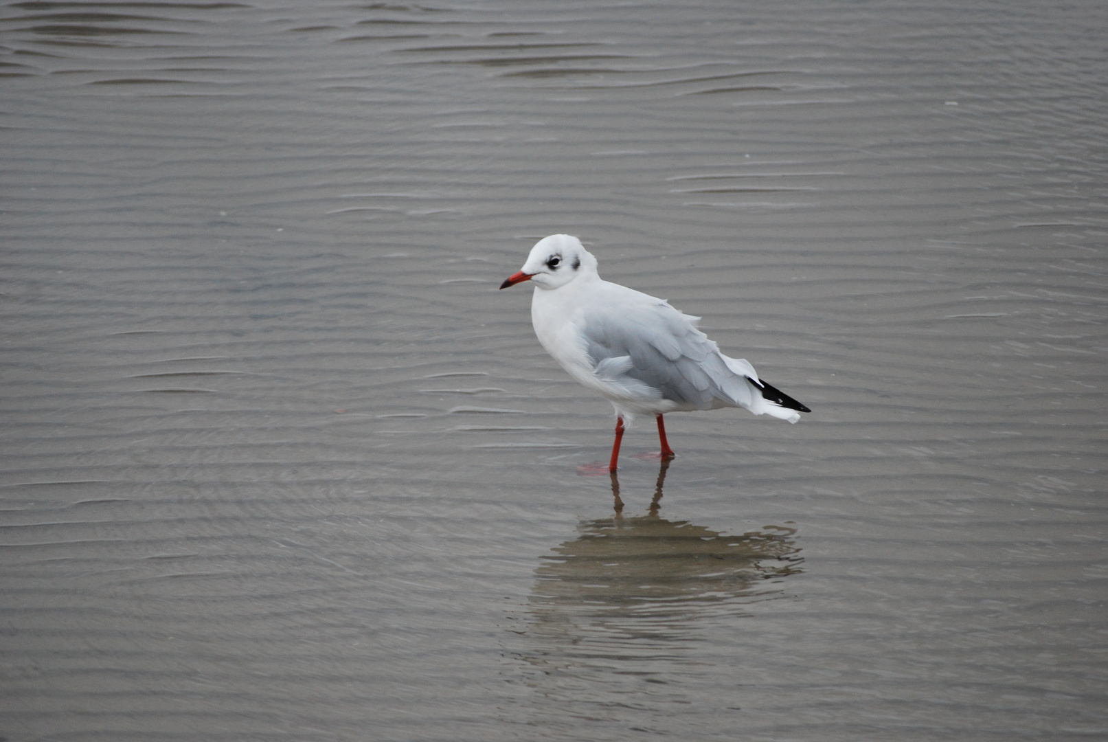 Möwe im Watt