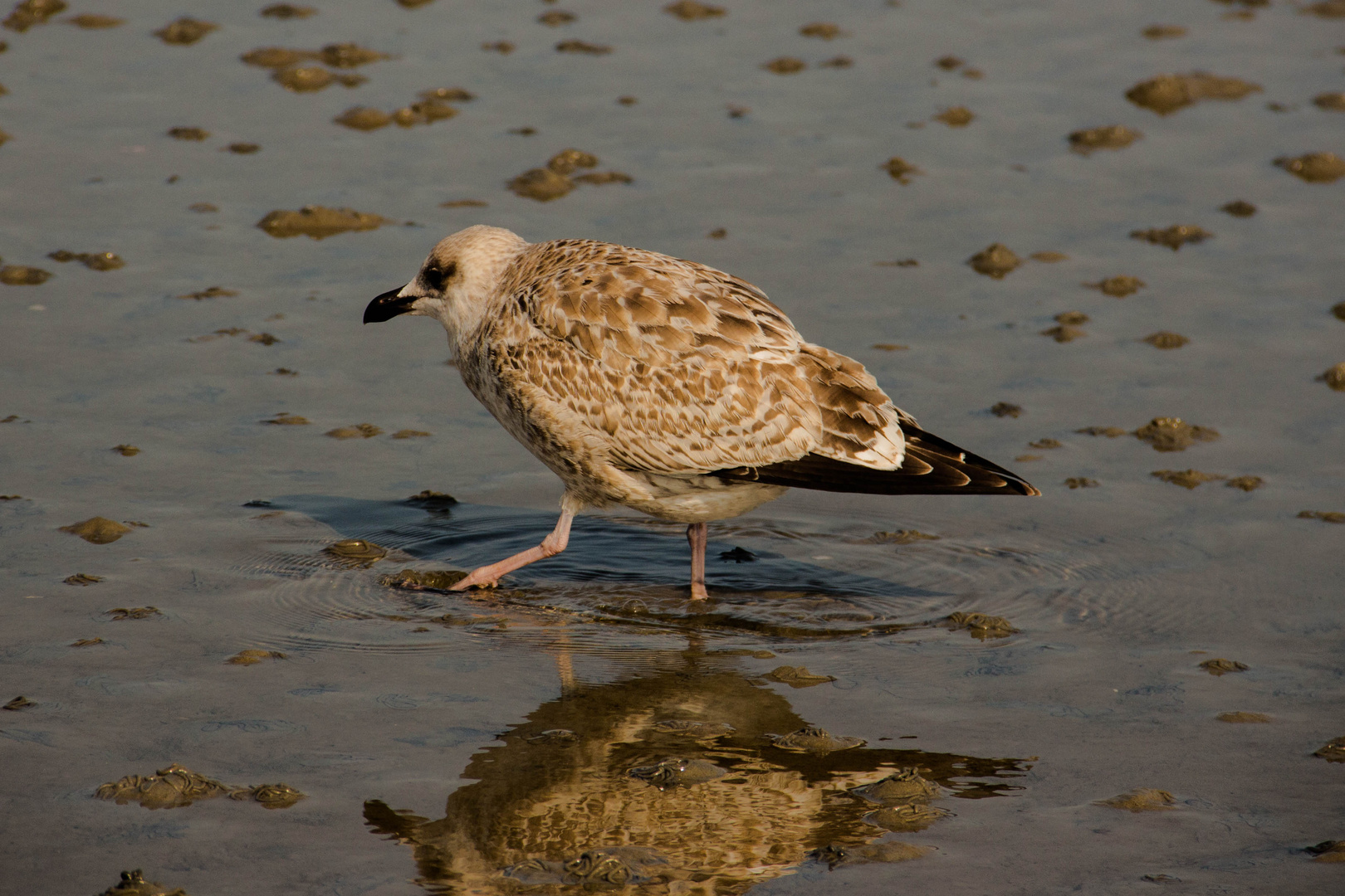 Möwe im Watt 3