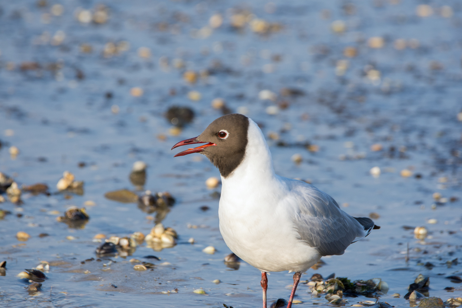 Möwe im Watt