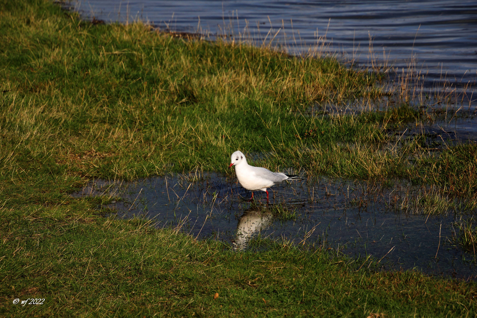 Möwe im Watt