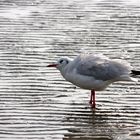 Möwe im Wattenmeer