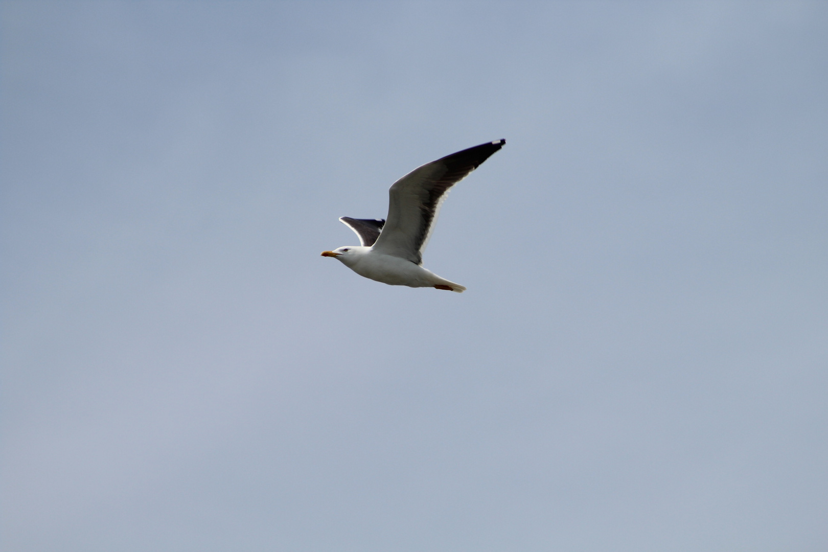  Möwe im Wattenmeer