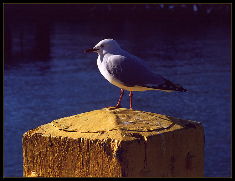 Möwe im Wellington Harbour (Neuseeland)